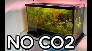 How To Grow Plants NO CO2 [upl. by Eilis]