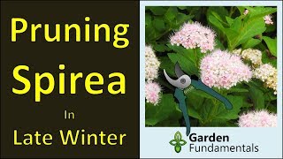 Pruning Spirea Shrubs winter prune for more flowers [upl. by Reinertson5]