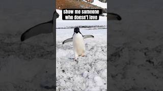 I haven’t met an Honest Person who Hates Penguins Penguin Facts birdfacts animalfacts penguins [upl. by Cioffred]