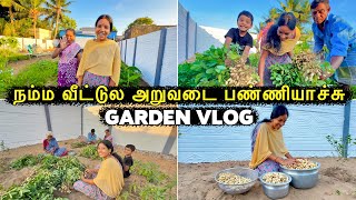 நம்ம வீட்டுல வேர்க்கடலை அறுவடை பண்ணியாச்சு 😍 Garden Harvest 🤣 Vinoth Seetha [upl. by Bevash]