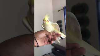 Cookie song cockatiel  cockatiel singing cockatiel shorts cockatielsinging birdssinging [upl. by Elcin]