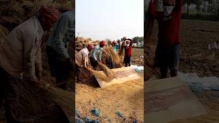 Oldest Way of Paddy Threshing shorts [upl. by Warthman]