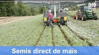 Semis direct de maïs sans herbicide  Quatre années dessais pratiques sottotitoli in italiano [upl. by Oicnoel978]