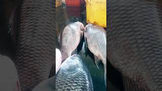 shortsvanagaram fish market [upl. by Ycinuq]