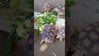 kurakurasulcata sulcata turtle sulcatatortoise mukbang makanbareng babysulcata animals [upl. by Blithe595]