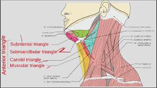 Anatomy of neck by Dr Fatima Ammir part 2 [upl. by Eselahc]