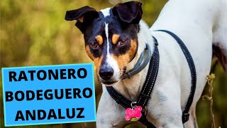 Ratonero Bodeguero Andaluz  TOP 10 Interesting Facts [upl. by Ysiad553]