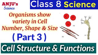 Part 3 Organisms show Variety in Cell Number Shape and Size  Science Class 8 Chapter 8 Cell [upl. by Beatriz]