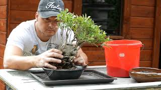 FICUS Bonsai Transformation [upl. by Deryl]