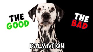 DALMATIAN  PROS amp CONS [upl. by Aneelad581]