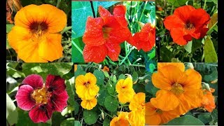 Nasturtiums Growing Uses and Benefits [upl. by Mercado741]