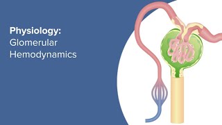 Glomerular Filteration Animation  How urine formed in our Body [upl. by Killam]