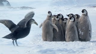 Penguin chicks rescued by unlikely hero  Spy In The Snow  BBC Earth [upl. by Nnod]