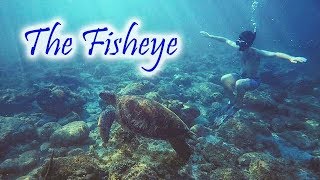 Marine Environment Awareness Through Photography  Seaman Vlog [upl. by Ahsennod121]