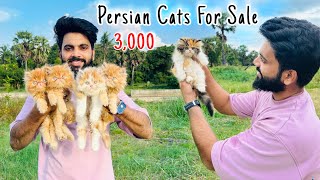 Persian Cats For Sale  Persian Cat  persian cat price in india  persian cat rate  cats for life [upl. by Sabine951]