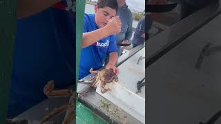 How to crack a crab 🦀 fishing god shortvideo shorts shortsvideo crab fyp shortvideo water [upl. by Ecnerrot]