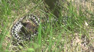 Adders Mating [upl. by Lenny834]