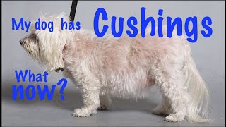 Cushings disease in dogs [upl. by Kennan604]