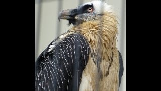 201648 Lammergeier ヒゲワシ クリッパーの食事（日本平動物園） [upl. by Goulden537]