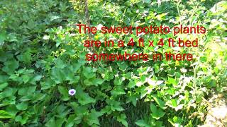 Garden Update August 30 sweet potato vines EVERYWHERE [upl. by Archangel]