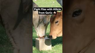 Using Allicin to fight flies 🪰 A compound which comes from Garlic livestocknutrition flycontrol [upl. by Guenna]