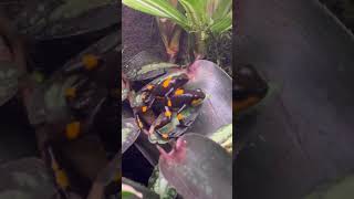 DendrobatesBullseye PoisonDartFrog Dendrobate TerrariumLife Amphibians BullseyeDartFrog [upl. by Aihsemat]