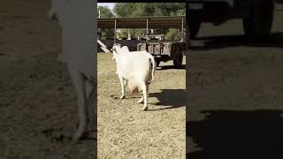 cow nasal sahiwal cow cow buffalo dairy farming [upl. by Enaitsirhc]