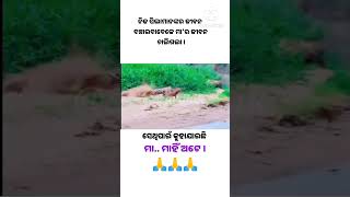 ମା ମାହିଁ ଅଟେ । odiamotivation motivationodia ytshorts maa odiasongstatus odia ssardhik [upl. by Llerred]