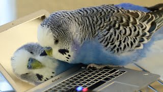 Budgerigar makes friends with reflection in miniature laptop [upl. by Alston]