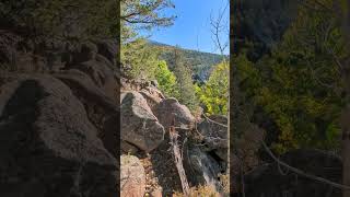 Fall aspens in Flagstaff [upl. by Armillda]