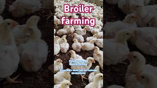 Broiler chicken farming [upl. by Annorah933]