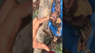 prawn  goby fish CHEMPALLI FISHING light fishing vlogs shortvideo [upl. by Atena]