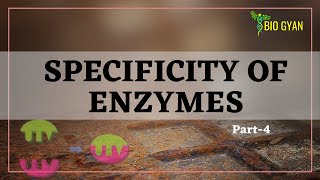 Enzymes part4  Specificity of Enzymes [upl. by Atil]