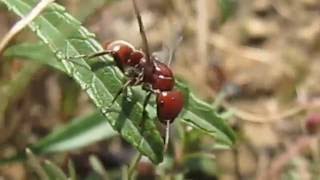 Polyergus rufescens  лёт [upl. by Marie-Ann]