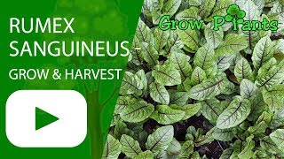 Rumex sanguineus  grow harvesting amp eat Red vein sorrel [upl. by Pelagias446]