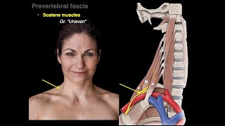 Muscles of the neck [upl. by Joshi]