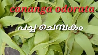 Ep 14 Cananga odorata ylang ylang [upl. by Airbmak]