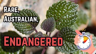 Discover a Rare Endangered Plant  Shiny Leaf Coleus [upl. by Cyler211]