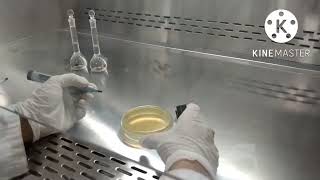 How to perform bioassay  bioassay of Amikacin  basic procedure and principle of bioassay [upl. by Jdavie860]