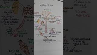 Vestibular Pathway and its functionshortsviral trending [upl. by Einhapets]