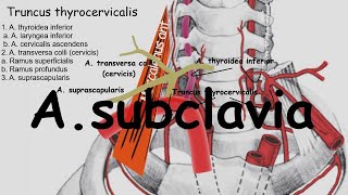 A Subclavia A Axillaris [upl. by Anegal467]