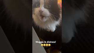 Moggie when I left the house My heart is breaking😢 cats catlover catvideos cutecat cutecats [upl. by Aliek]