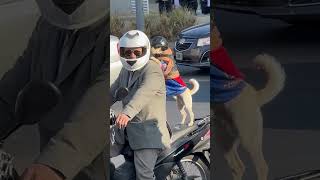 Dog in helmet and goggles rides motorcycle in Córdoba Argentina [upl. by Amzu]