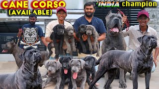 Cane Corso Italian Mastiff Dog Breed  Puppies Available  Corso Kennel Best Breed in South Indian [upl. by Rube561]