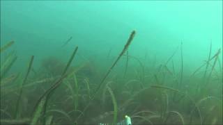 Seagrass in the Helford River [upl. by Bobinette782]