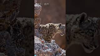 倒黴的巖羊剛擺脫狐狸又被雪豹盯上 看動物世界品百味人生 野生動物零距離 [upl. by Neimad]