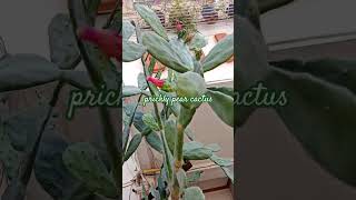 opuntia shortsvideo cactus tudelamisamisoccidental [upl. by Azitram512]