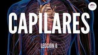 6 CAPILARES ESTRUCTURA Y FUNCIÓN DEL SISTEMA CARDIOVASCULAR [upl. by Annatnom]