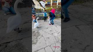 In Hallstatt hallstatt cuteness cutenessoverlod babyshorts familyvlog [upl. by Norabal]