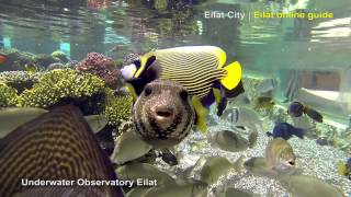 Underwater Observatory Eilat  Eilat City [upl. by Ilah]